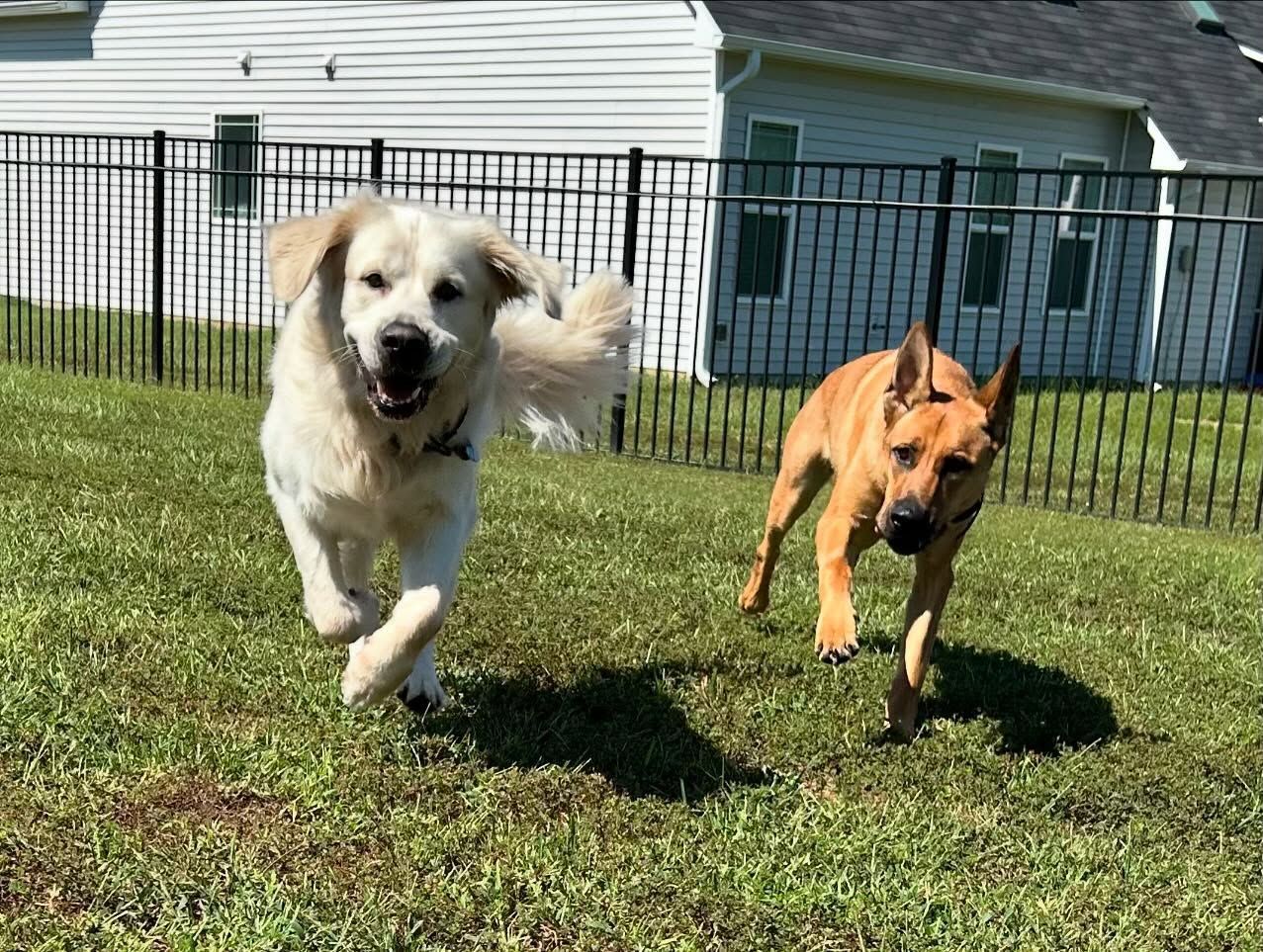Two dogs back for boarding in Wendell, NC, refreshing their off-leash recall together during a training session. Dog training in Wendell ensures dogs maintain strong recall skills, reinforcing off-leash obedience in real-world environments while in boarding.