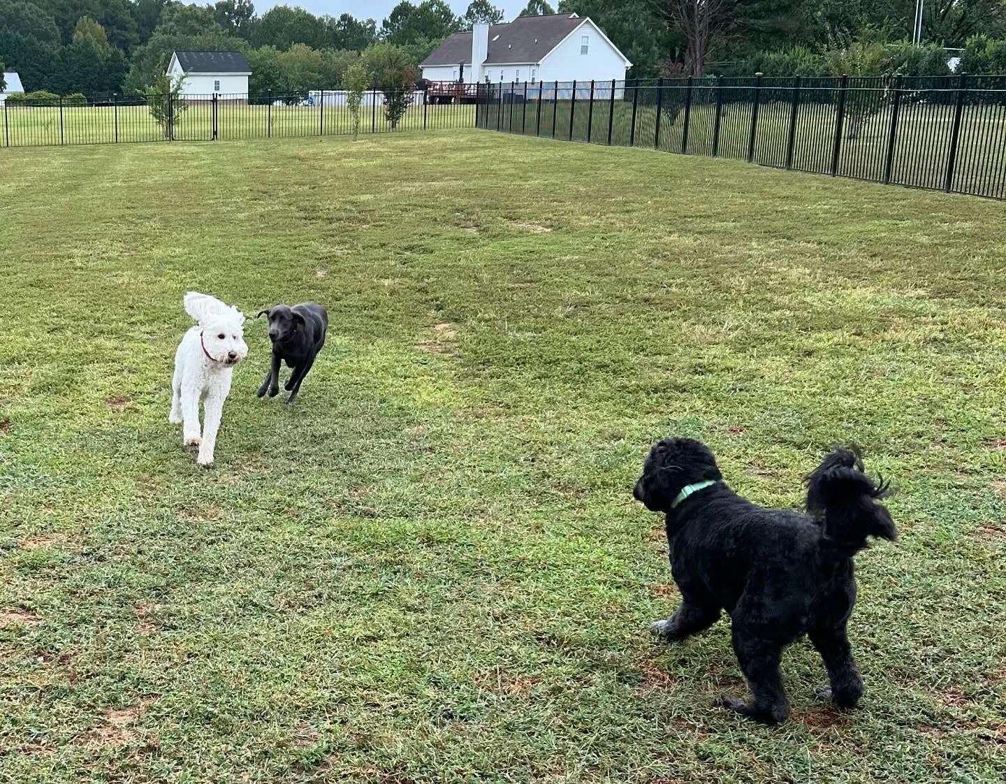 Dogs enjoying playtime while back for boarding in Wendell, NC. Dog training in Wendell ensures dogs have a well-rounded experience, balancing obedience training with fun activities during their stay to keep them engaged and well-behaved.