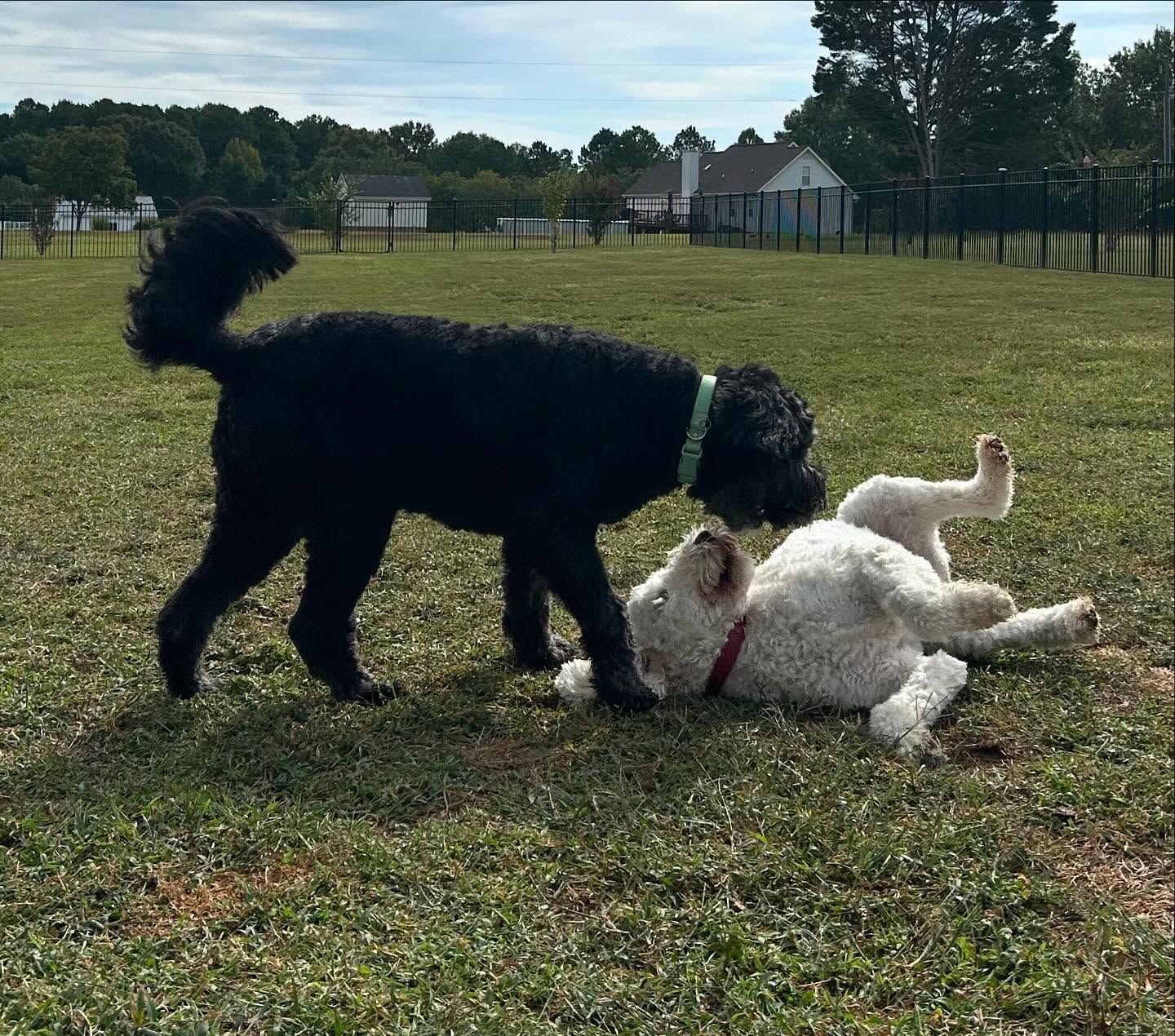 Two dogs back for boarding in Wendell, NC, enjoying some playtime after refreshing their commands during a training session. Dog training in Wendell helps dogs maintain strong obedience while balancing structured training and fun activities during their boarding stay.