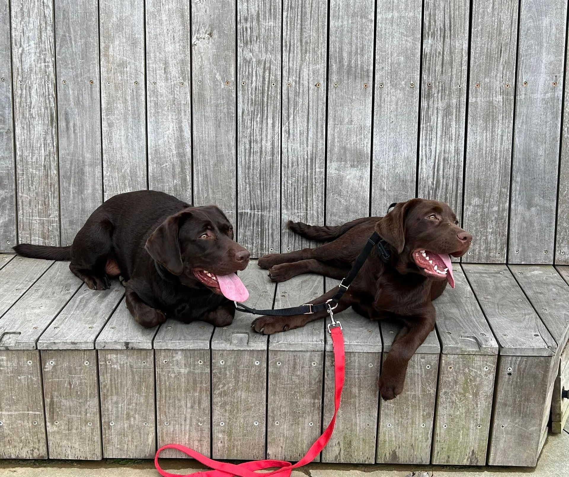 Two dog siblings practicing their commands together in a public setting during a training session in Raleigh, NC. Dog training in Raleigh helps improve obedience, focus, and behavior for dogs in real-world environments with distractions.