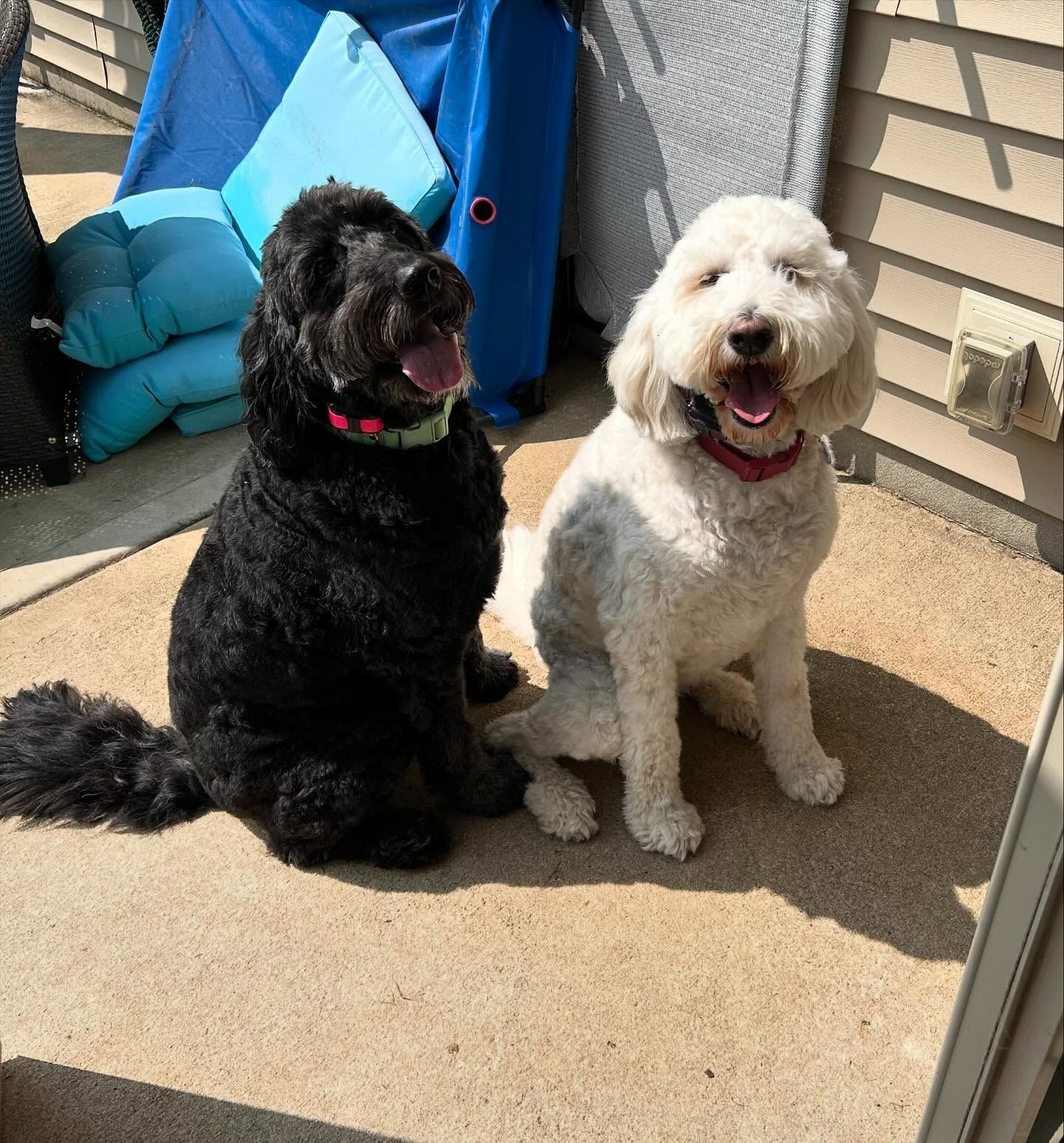 Two dogs from the same household back for boarding in Wendell, NC, refreshing their commands to maintain solid obedience while around each other. Dog training in Wendell ensures dogs stay sharp and focused, reinforcing commands during their boarding stay.