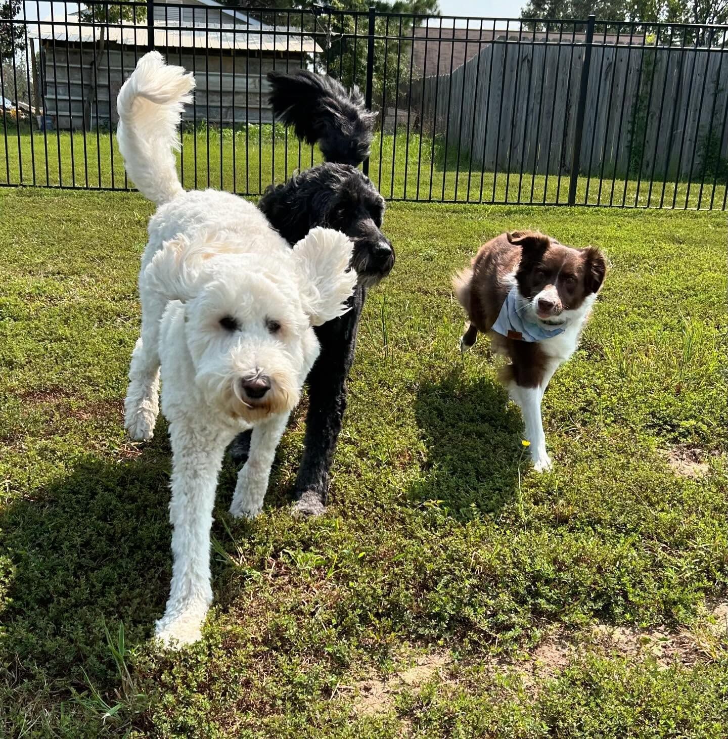 Three dogs back for boarding in Wendell, NC, enjoying outside running time after refreshing their commands around each other. Dog training in Wendell helps dogs reinforce obedience skills while allowing them to enjoy active play and socialization during their boarding stay.