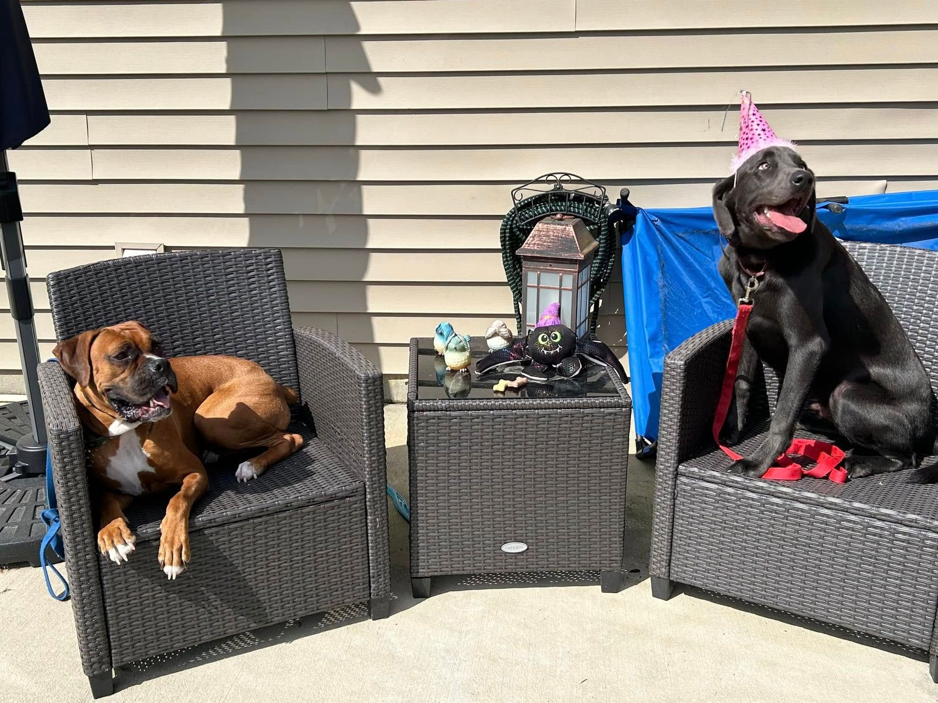 Two dogs on Place taking a break from training to celebrate a doggy birthday in Wendell, NC. Dog training in Wendell combines structured obedience training with fun moments like birthday celebrations, reinforcing focus and good behavior.