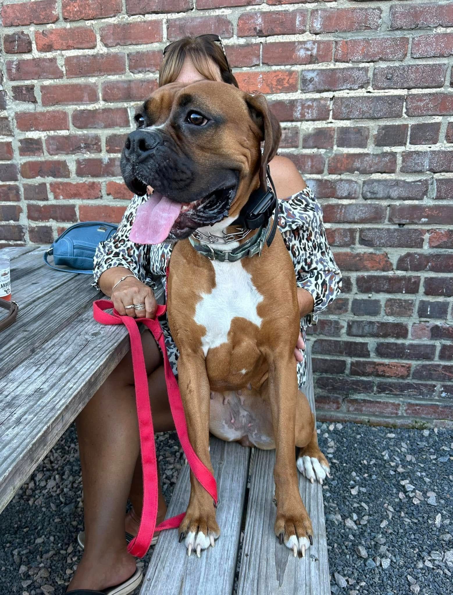 Dog sitting at a picnic table at Bearded Bee Brewing Company in Wendell, NC, working on Place stability in a busy public setting. Dog training in Wendell helps dogs improve focus and obedience in challenging environments, like local breweries and public spaces.