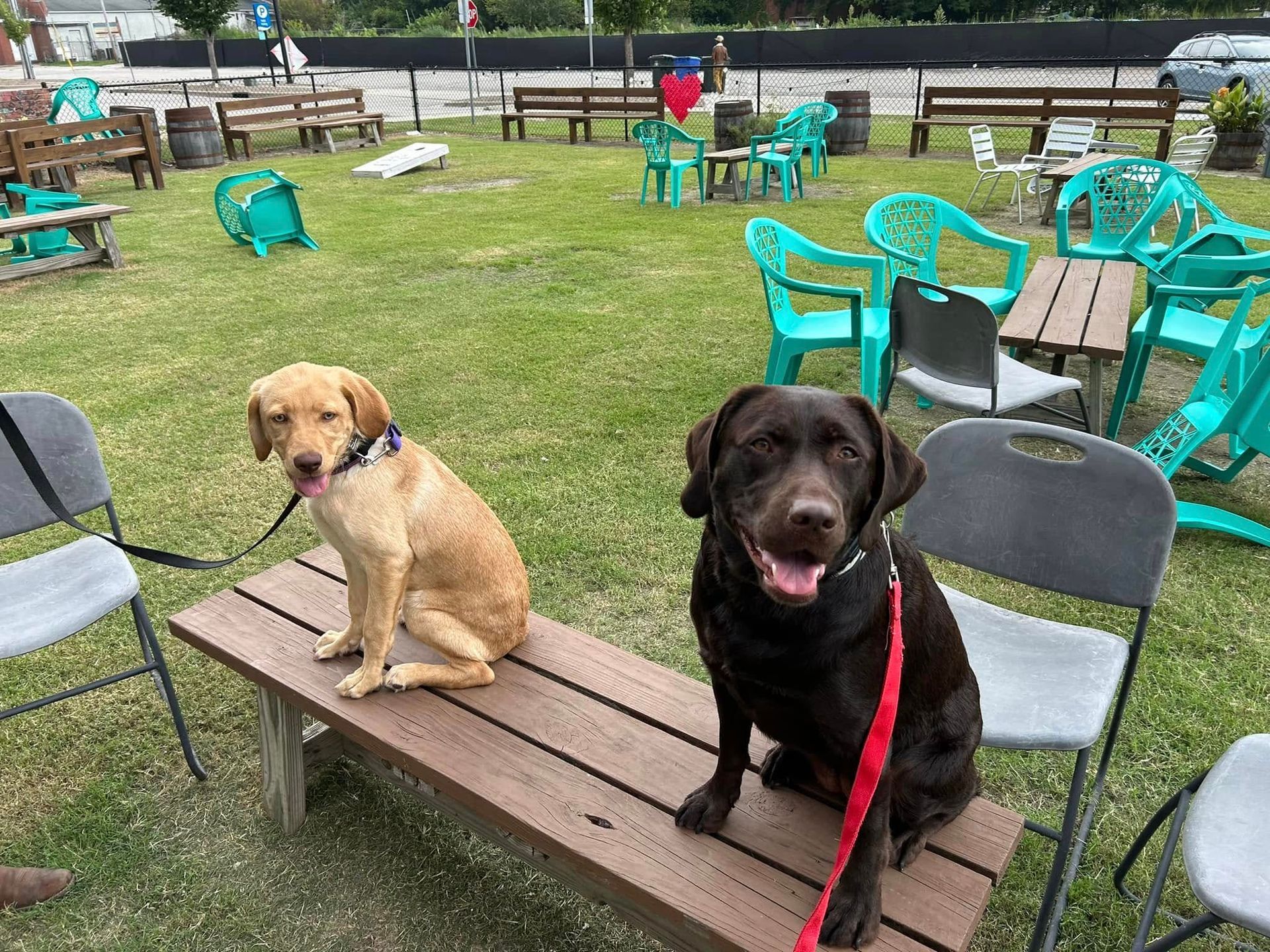 Two dogs Placing on a bench together at a local brewery in Wilson, NC, working on obedience around new people and dog distractions. Dog training in Wilson helps dogs improve focus, stability, and good behavior in public environments like breweries and busy social settings.