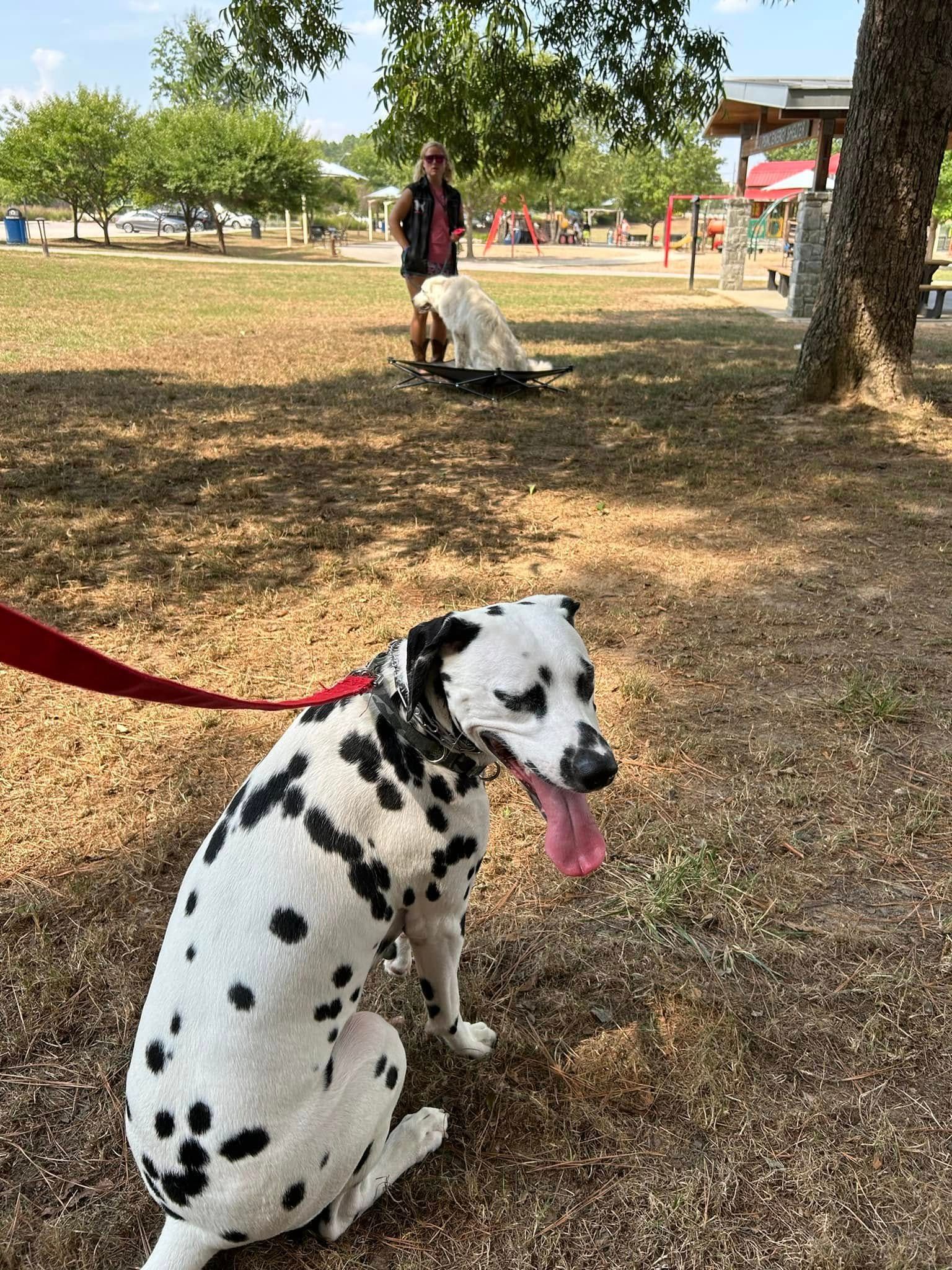 Dog working on Sit stability and other commands around another dog working on Place at a local park in Wilson, NC. Dog training in Wilson emphasizes obedience and focus in outdoor settings, helping dogs build stability and good behavior around distractions like other dogs.