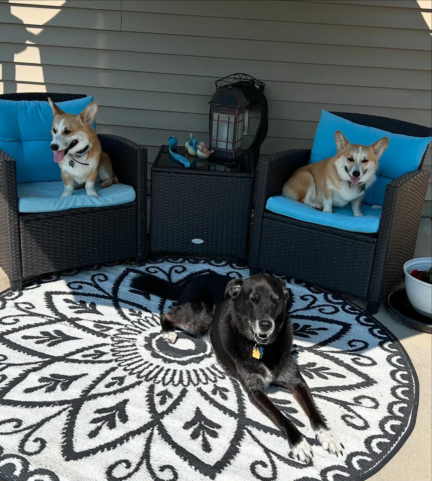 Dogs back for boarding in Wendell, NC, working on Place and Down commands outside around each other. Dog training in Wendell reinforces obedience and focus in real-world environments, helping dogs stay calm and responsive in the presence of distractions.