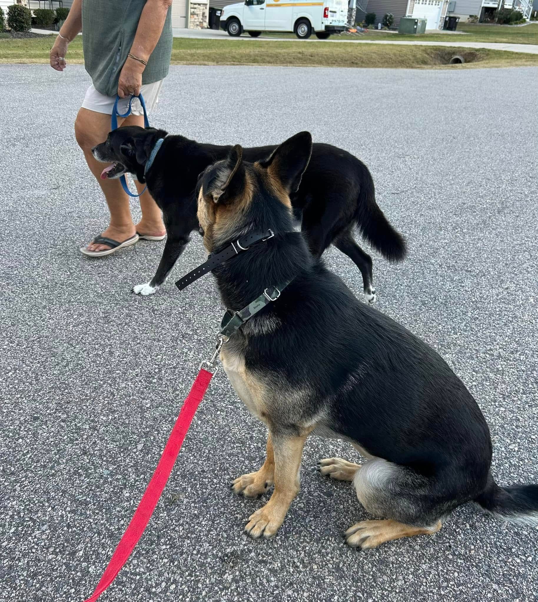 Dog working on Sit stability around another dog during a training session in Wendell, NC. Dog training in Wendell focuses on improving focus, stability, and obedience in the presence of distractions, such as other dogs.