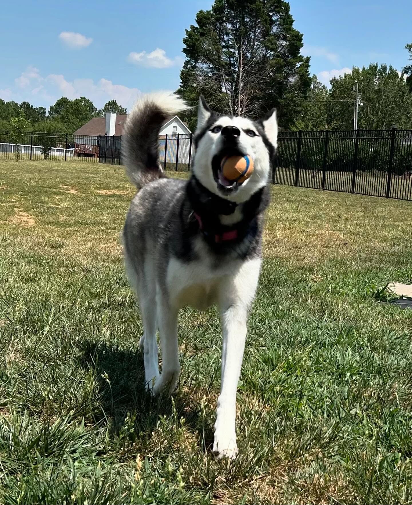 Dog refreshing her commands during a game of fetch in Wendell, NC, practicing obedience while having fun. Dog training in Wendell incorporates play and positive reinforcement to strengthen commands like Sit, Stay, and Recall in an engaging and enjoyable way.