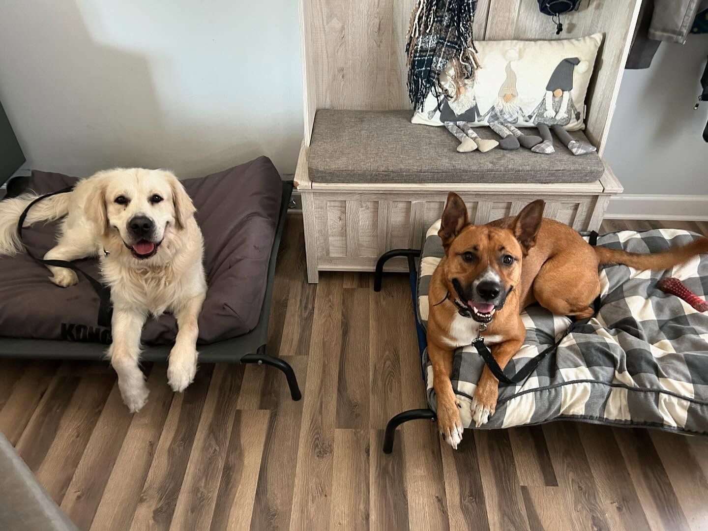 Two dogs learning Place and practicing Place stability around each other during a training session in Wendell, NC. Dog training in Wendell helps dogs build focus, obedience, and stability, reinforcing their ability to stay in Place around distractions and other dogs.