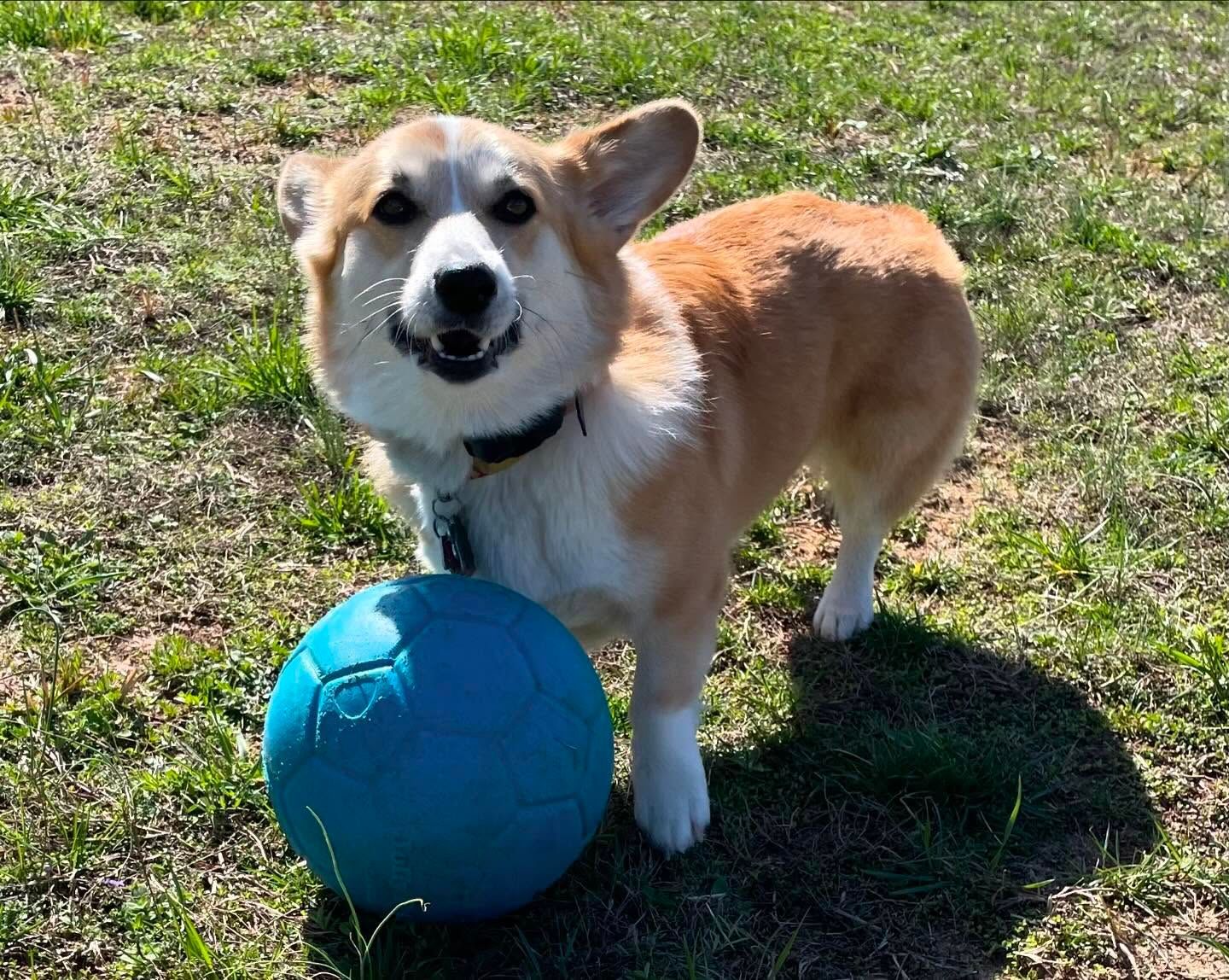Dog refreshing their commands while playing with a ball as a reward during a training session in Wendell, NC. Dog training in Wendell uses positive reinforcement techniques, like ball play, to strengthen obedience and keep training fun and engaging.