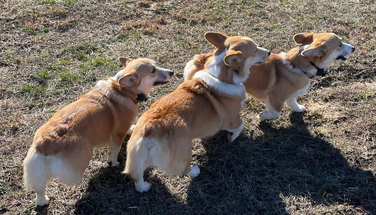 Three corgis back for boarding in Wendell, NC, enjoying playtime while refreshing their commands in between training sessions. Dog training in Wendell ensures dogs stay sharp with obedience skills like recall and focus while having fun during boarding.