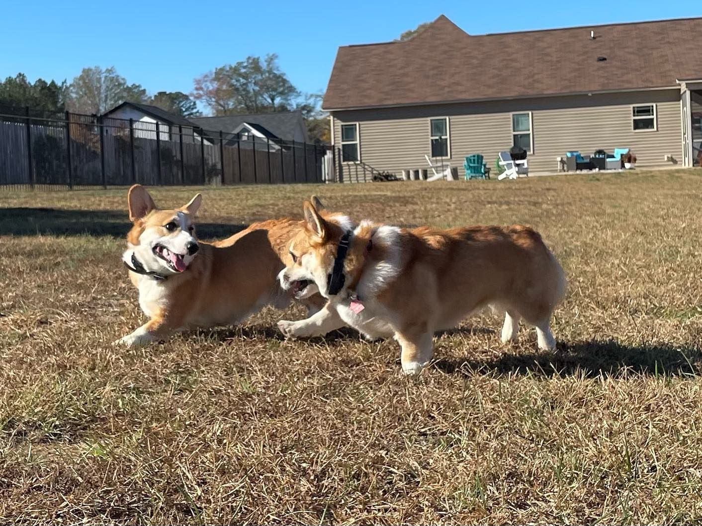 Two dogs back for boarding in Wendell, NC, enjoying some outside playtime in the sun. Dog training in Wendell ensures dogs have a balance of fun and structured training during their boarding stay, reinforcing obedience and good behavior while playing.