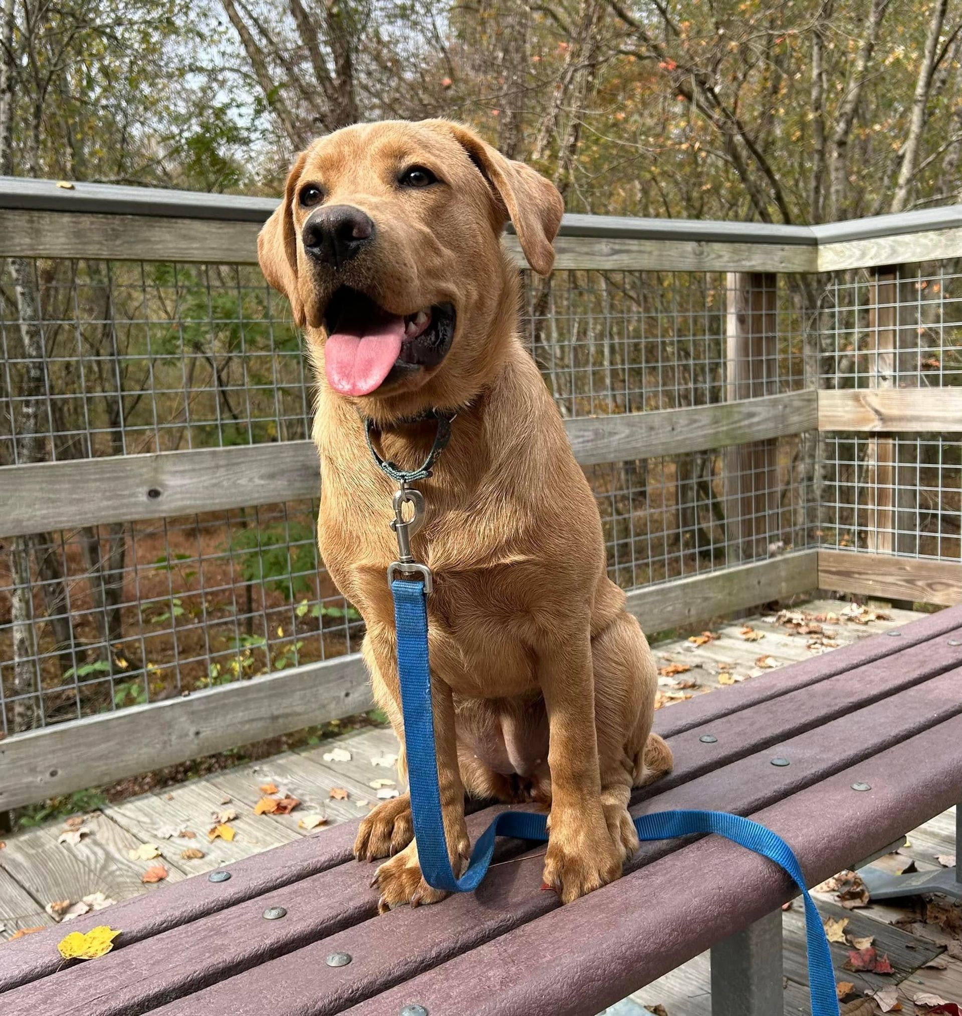 Dog placing on a bench during a trail hike at Turnipseed Nature Preserve, working on commands in a new environment with distractions. Dog training at Turnipseed Nature Preserve focuses on improving obedience, focus, and behavior in diverse, natural settings