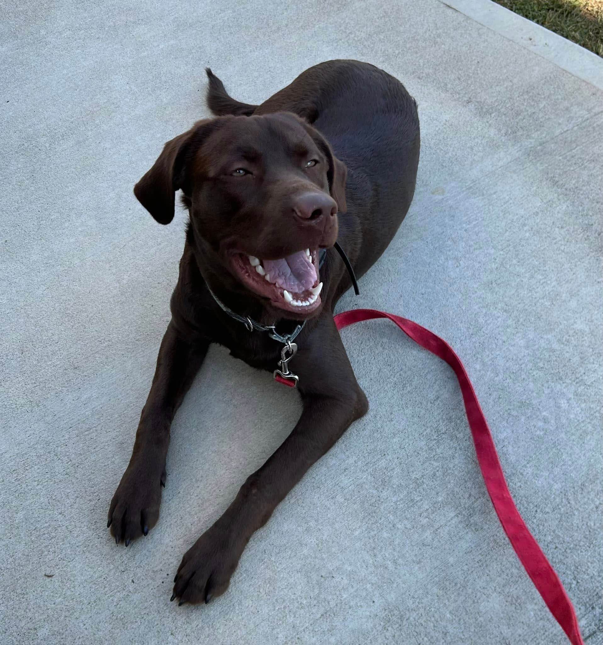 Dog learning the Down command and practicing Down stability during a training session in Wendell, NC. Dog training in Wendell focuses on building focus, stability, and obedience through structured exercises like Down and Down Stability.