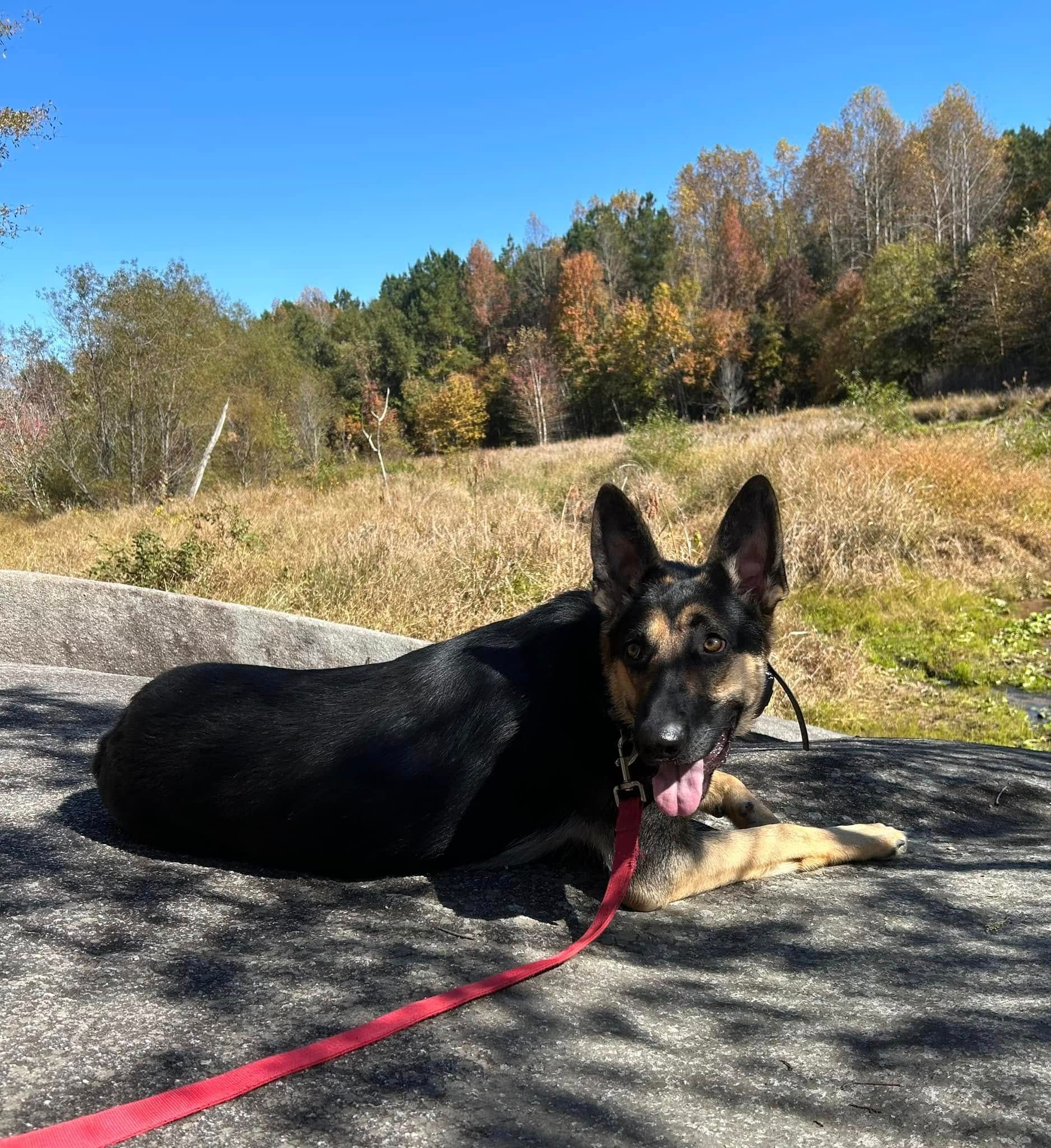 Dog working on Down stability at a lookout location during a trail hike at Turnipseed Nature Preserve, practicing obedience in a scenic outdoor setting. Dog training at Turnipseed Nature Preserve focuses on improving stability and focus around natural distractions.
