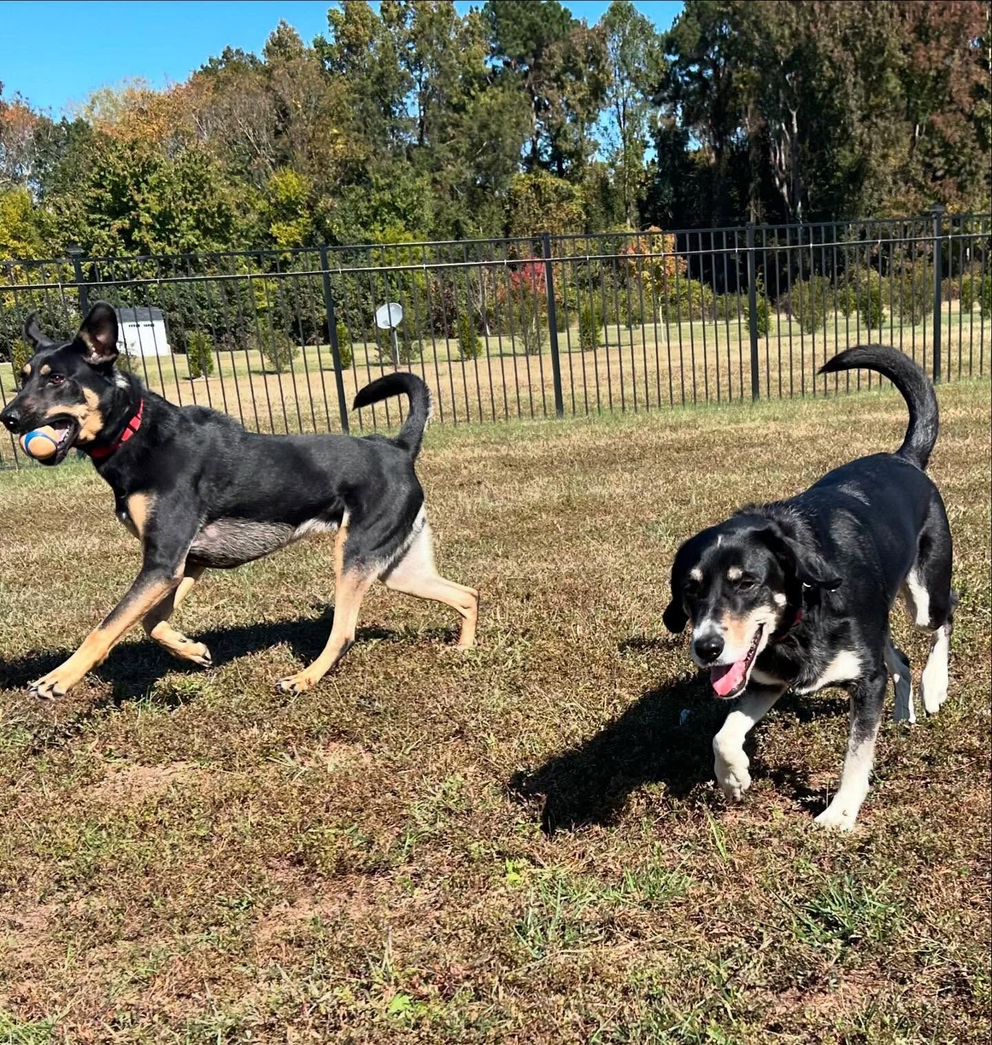Two dogs back for boarding in Wendell, NC, refreshing their commands together outdoors. Dog training in Wendell helps dogs maintain obedience and focus while reinforcing skills like Sit, Stay, and Recall during their boarding experience.