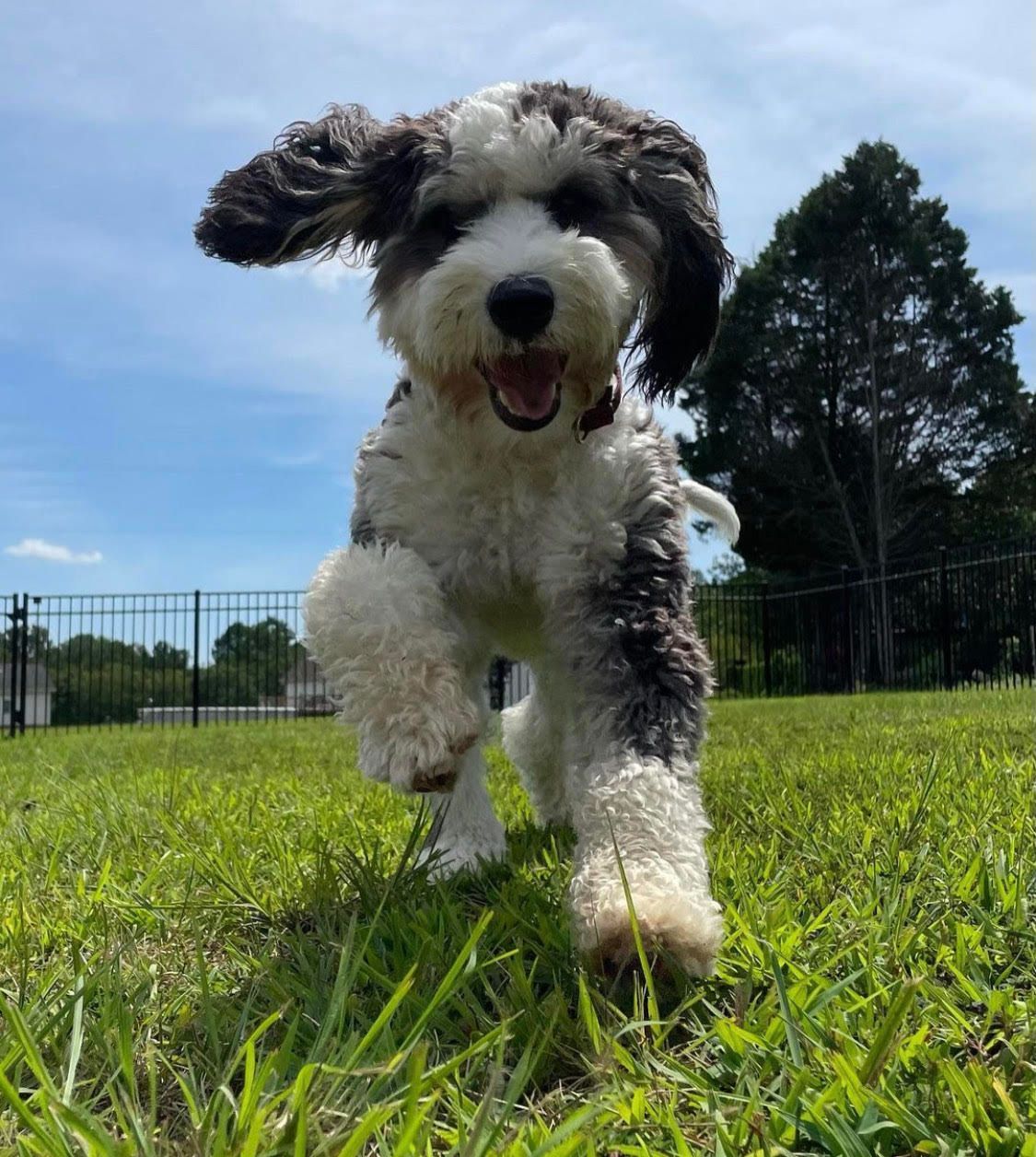 Dog working on off-leash recall at a local park in Clayton, NC, practicing obedience in an outdoor, distraction-filled environment. Dog training in Clayton focuses on enhancing off-leash skills, ensuring dogs reliably return when called in real-world settings like parks.