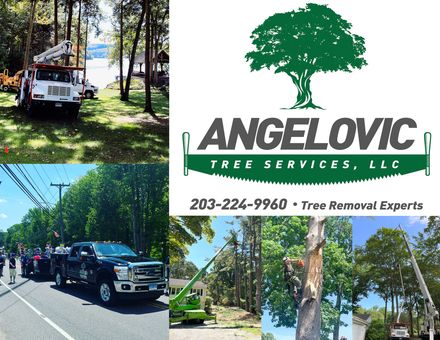 Angelovic Tree Logo & images