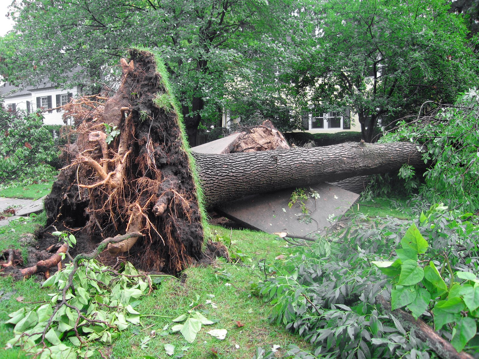 Fallen tree on its side, roots exposed; green grass, debris, and a house in the background.