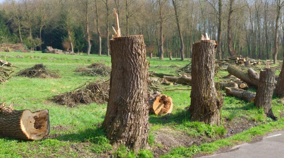 Trees felled in a grassy area, with logs and stumps scattered about; a forest in the background.