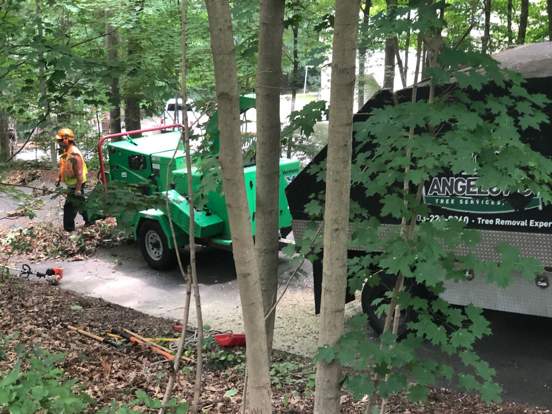 Tree service worker chipping branches with a green machine in a wooded area.