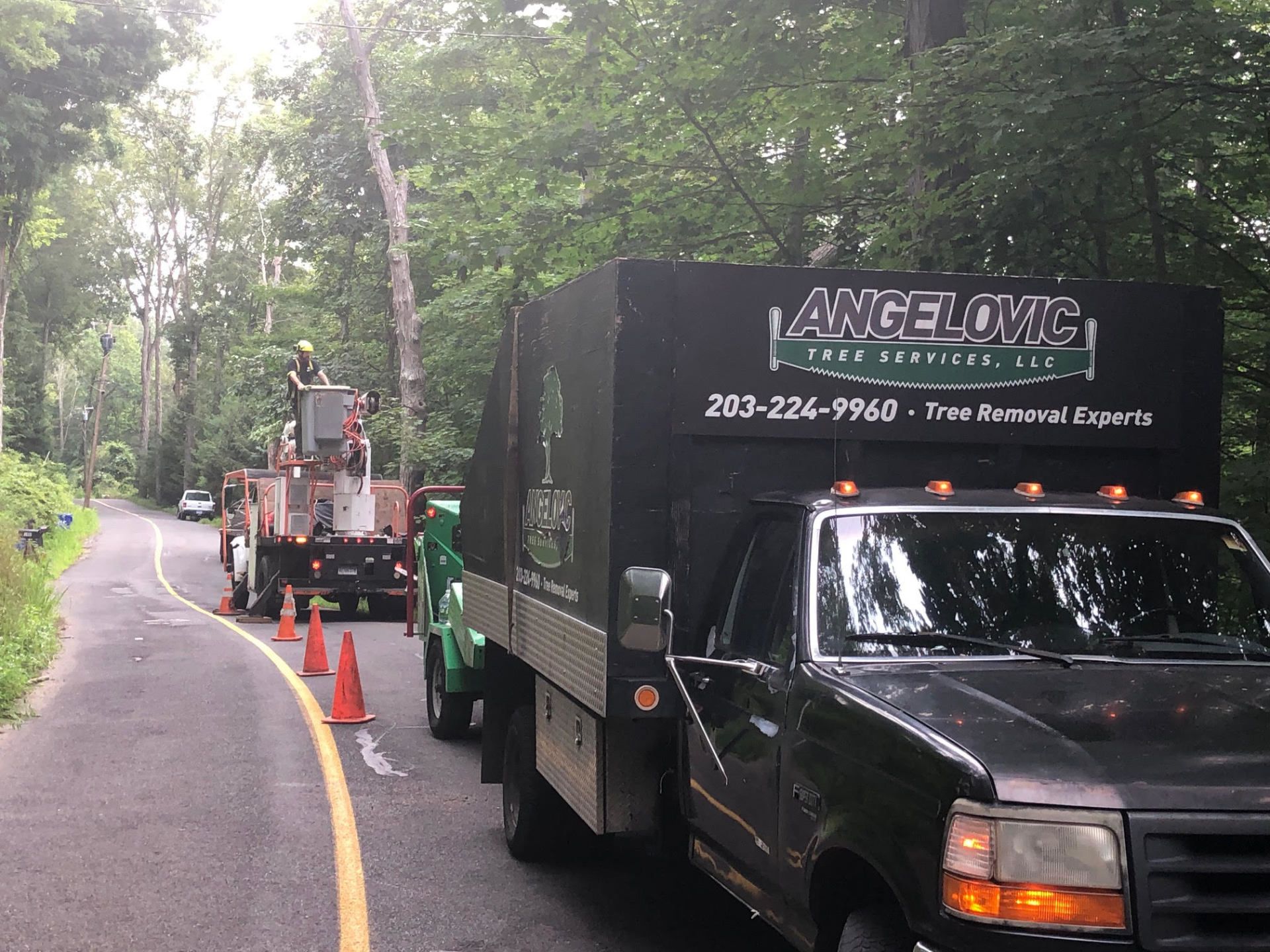 Tree service trucks block a road as workers trim a tall tree in a wooded area.