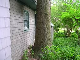 Large tree trunk growing next to a house, with a window and overgrown vegetation.