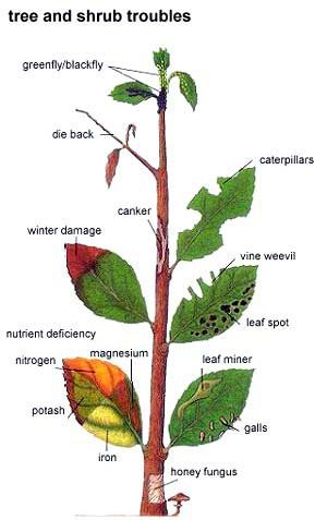 Diagram of a tree with labels pointing out different problems like leaf spots, caterpillars, and nutrient deficiencies.