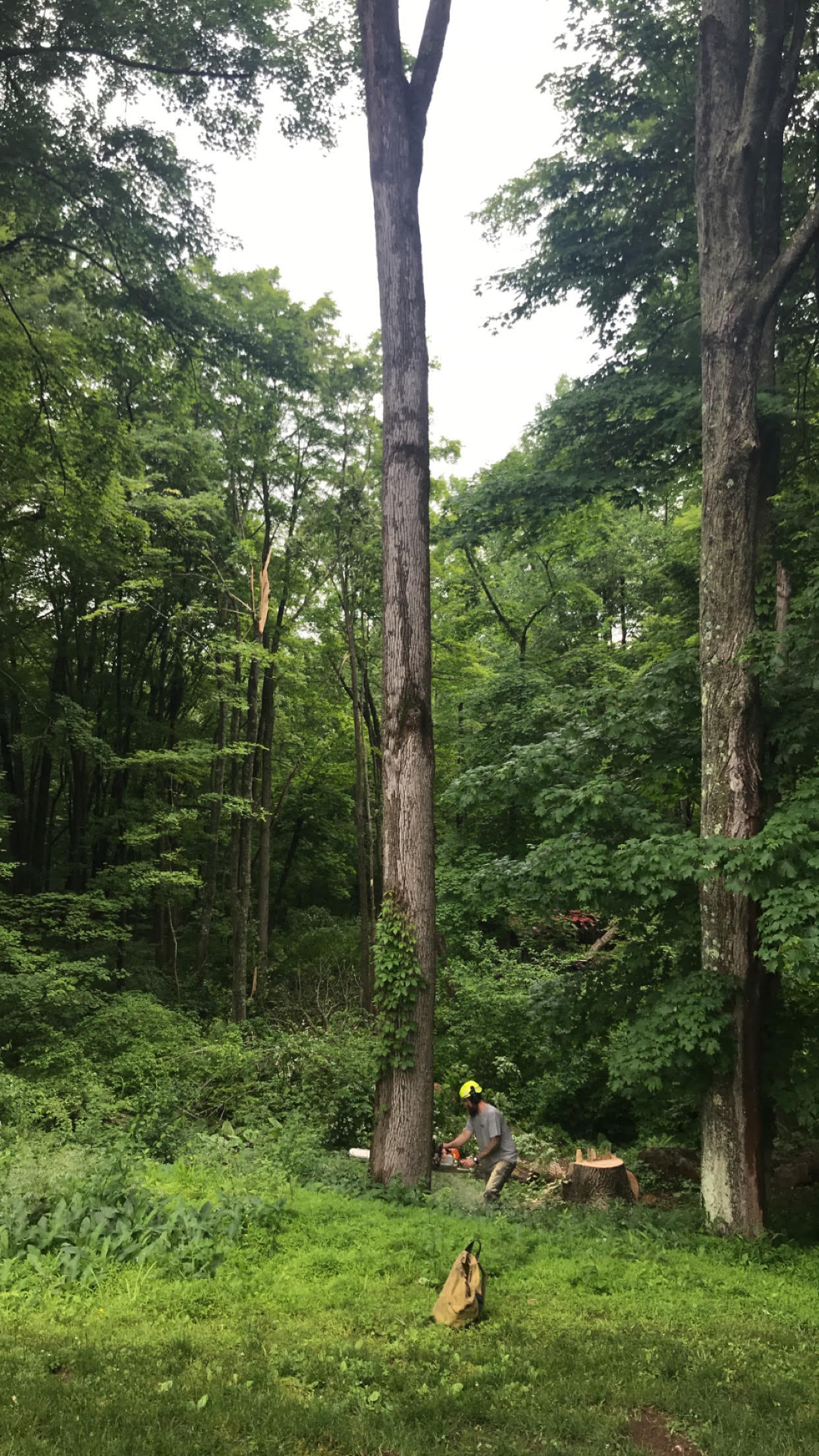 A person in a forest, cutting down a tall tree with a chainsaw.