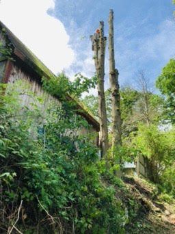 Two tree trunks next to a building. A person in an orange shirt is working in the trees.