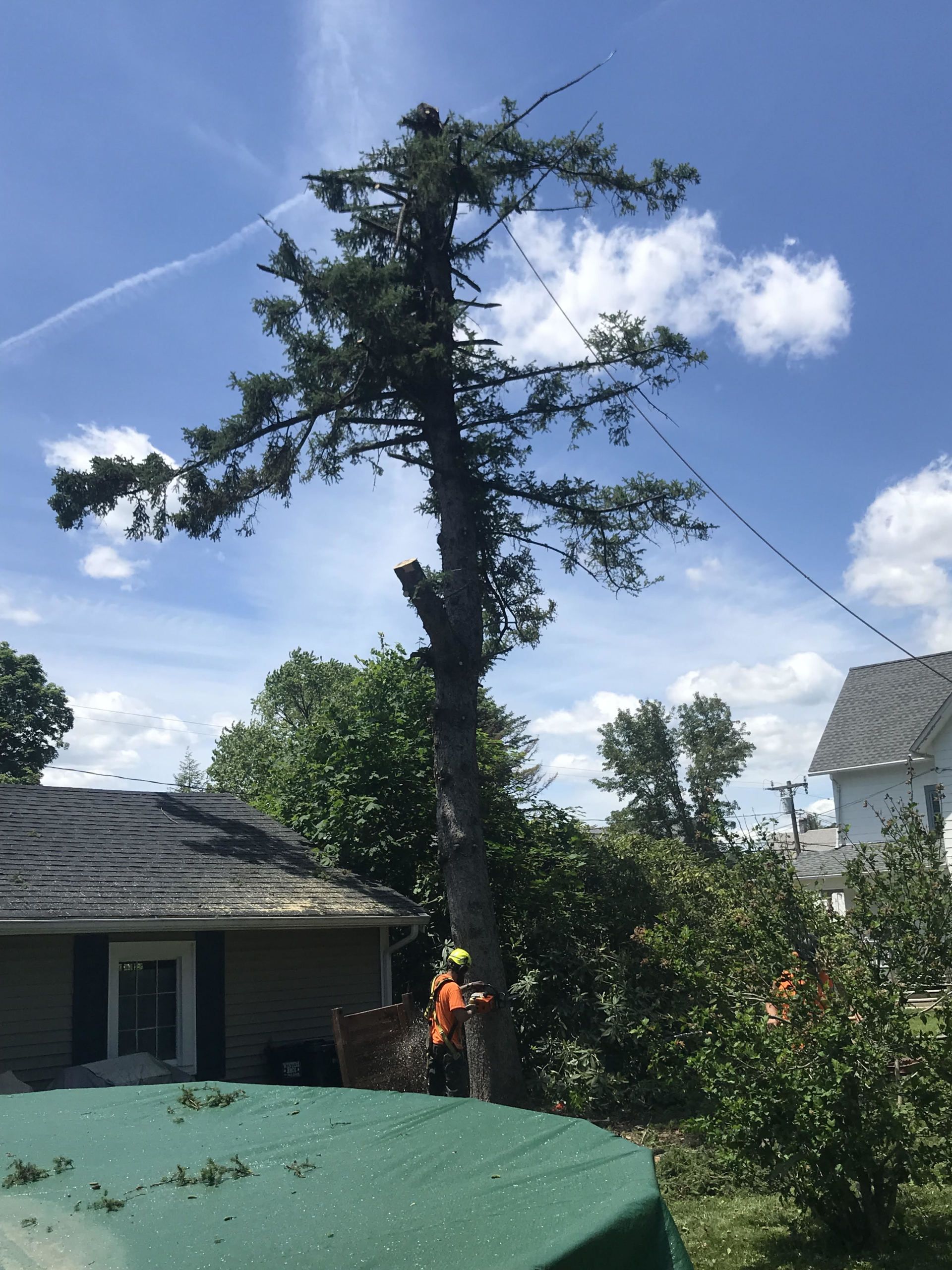 Tree trimmer cutting down a tall evergreen tree. Person in orange safety gear. Blue sky, white clouds.