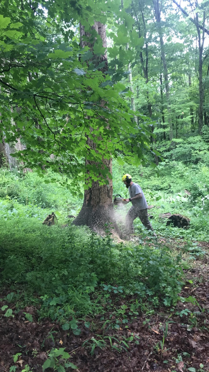 A person wearing safety gear using a chainsaw to cut a large tree in a forest.