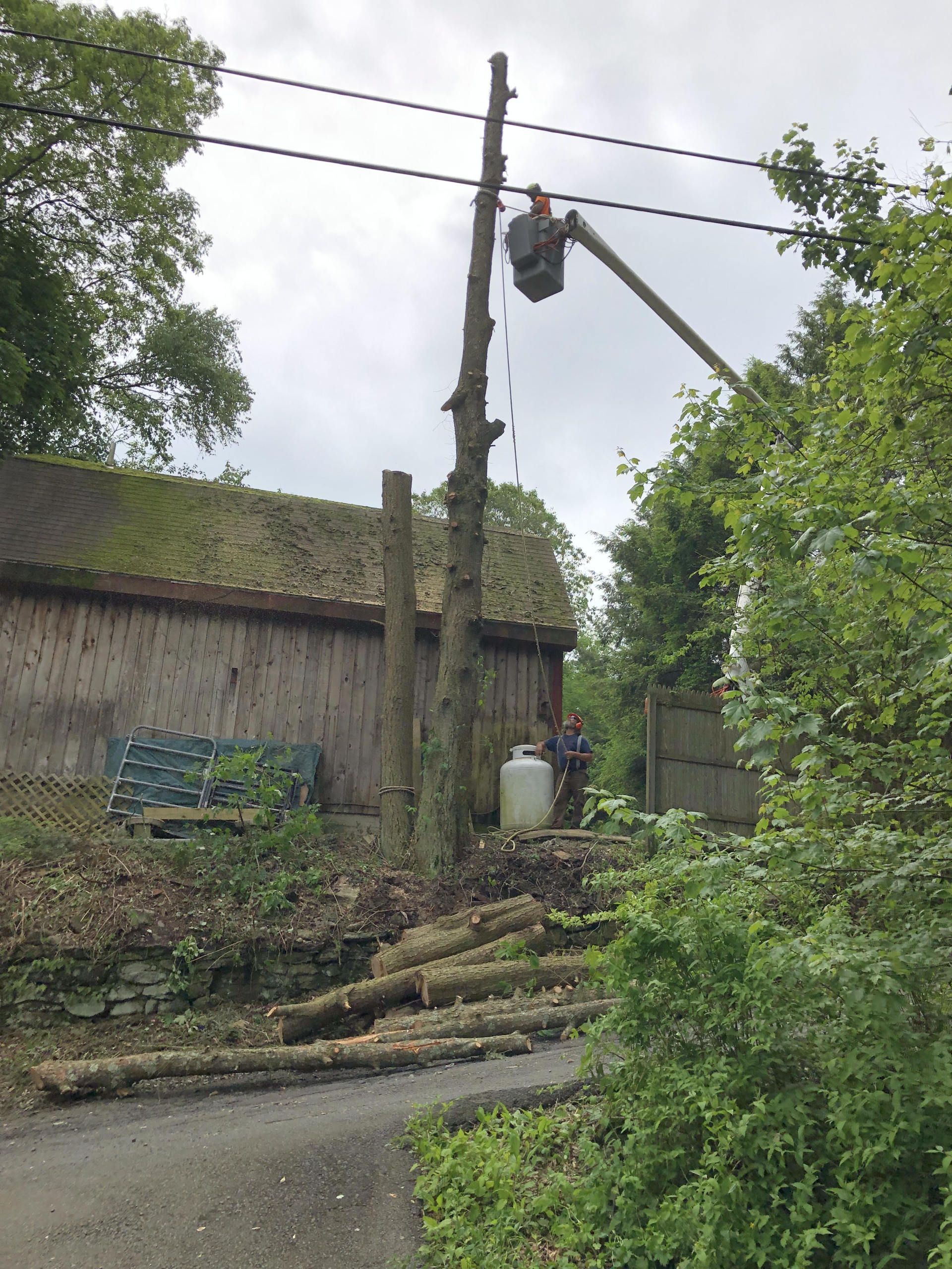 Man in lift bucket trimming tree near power lines and building. Logs on ground.