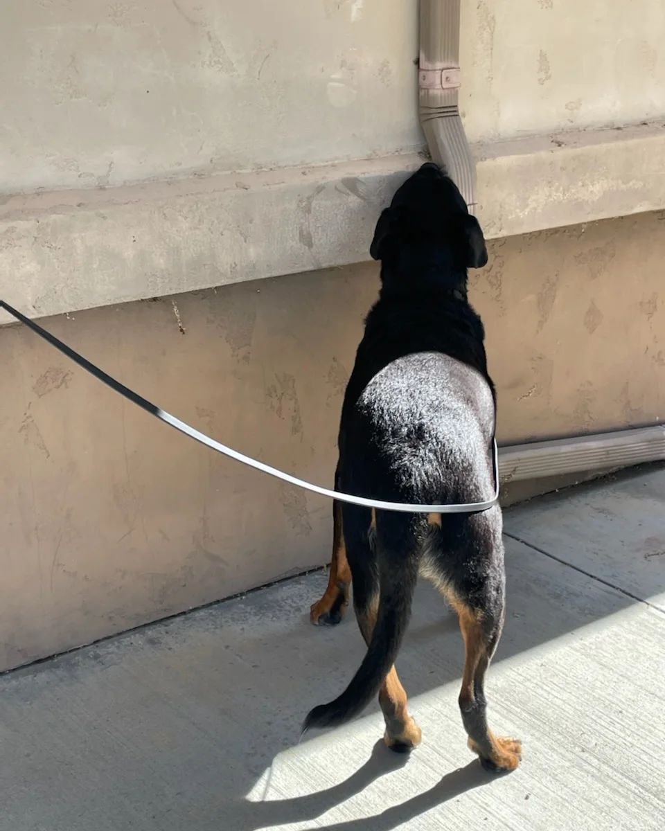 k9-nose-work-lab-dynamite-dogs