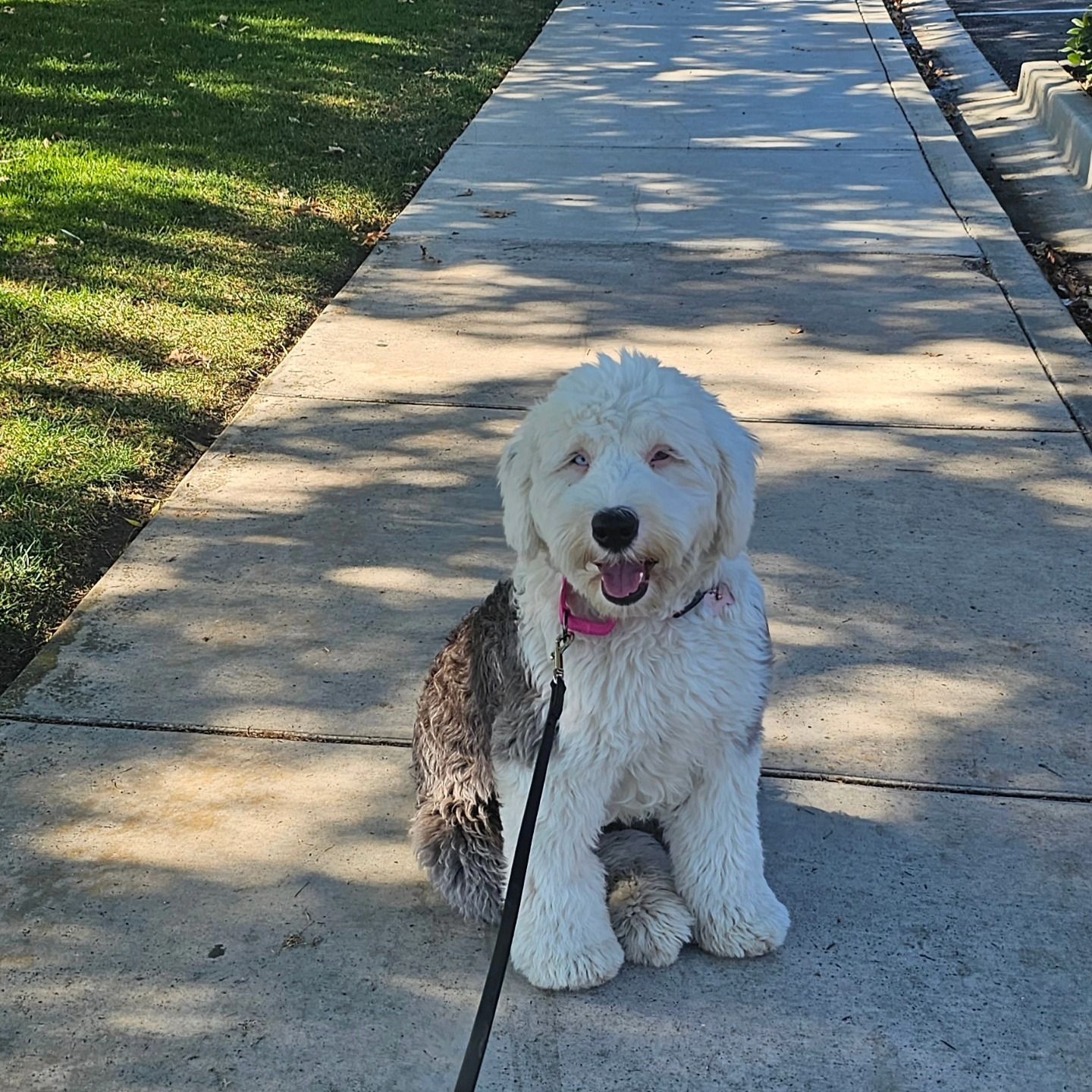 White Dog is sitting on a Sidewalk - Temecula, CA - Dynamite Dogs Training & Groomer