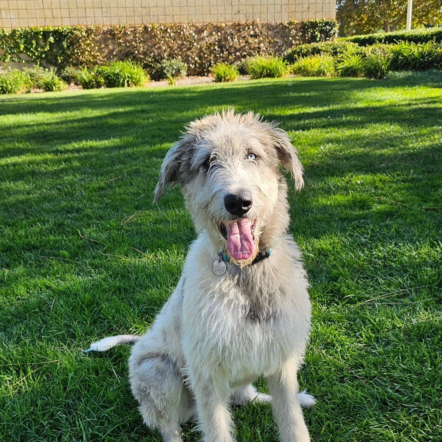 Small Dog is sitting in the Grass with its Tongue hanging out - Temecula, CA - Dynamite Dogs Training & Groomer
