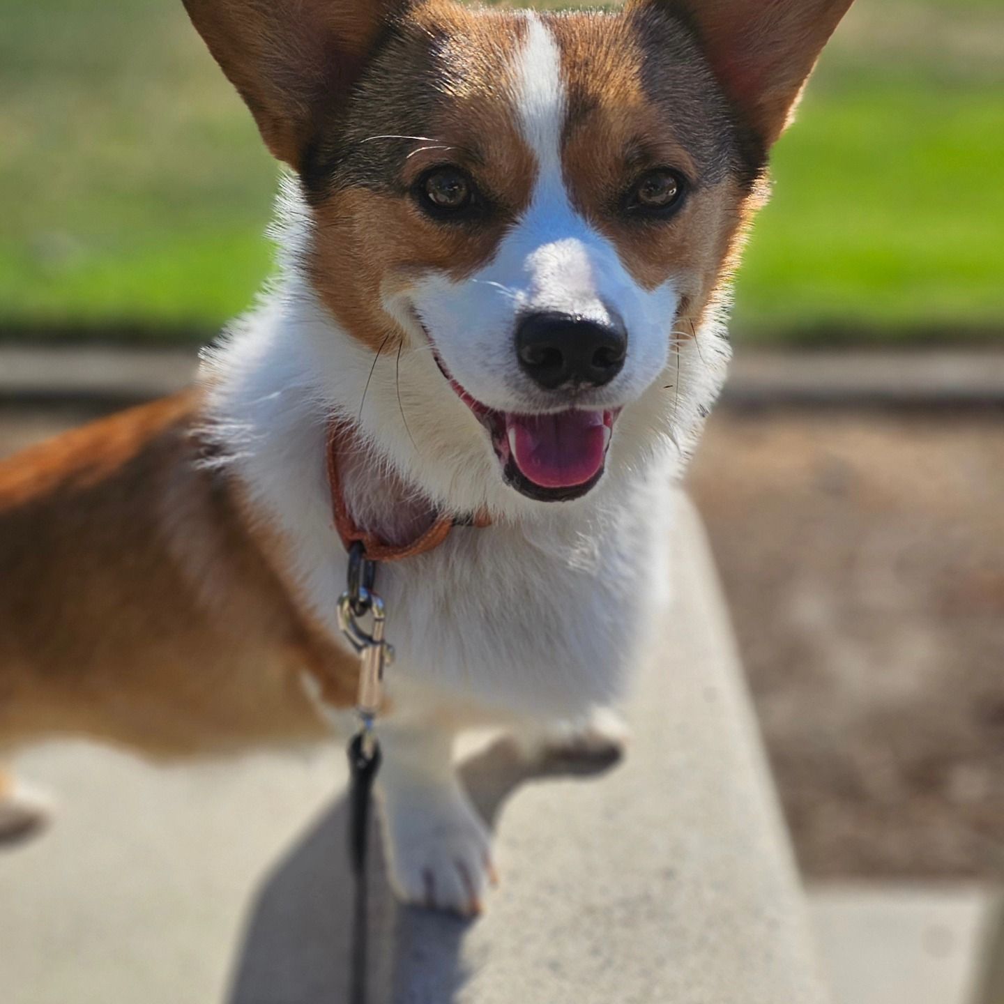 Brown and White Dog with its Tongue hanging out - Temecula, CA - Dynamite Dogs Training & Groomer