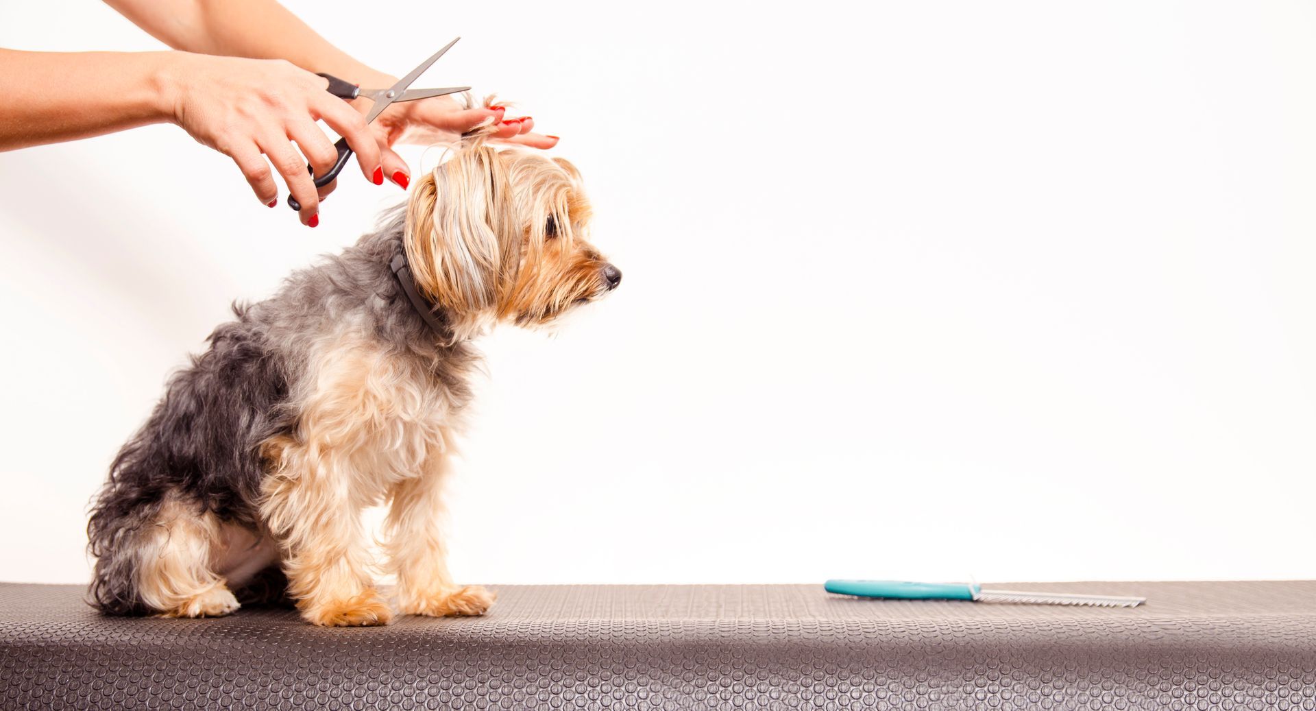 Dog grooming services in Murrieta, CA