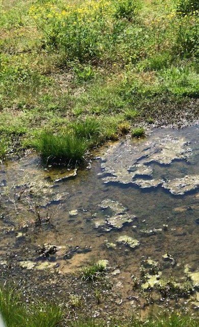 Septic Tank Maintenance — Area To Repair In Harvest, AL