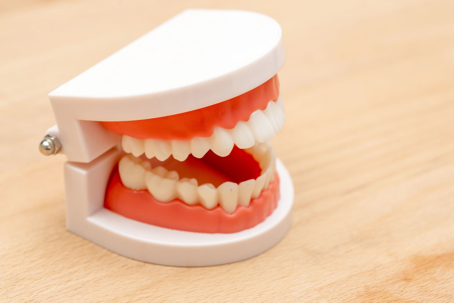A model of teeth is sitting on a wooden table.