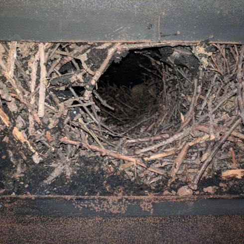 Bird's nest removal