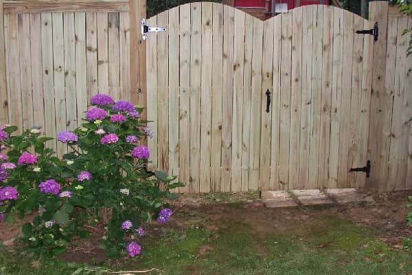 Wooden fence with arched gate and purple hydrangeas.