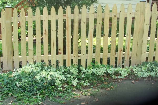 Wooden picket fence with pointed tops, next to green and white foliage, set in a yard.