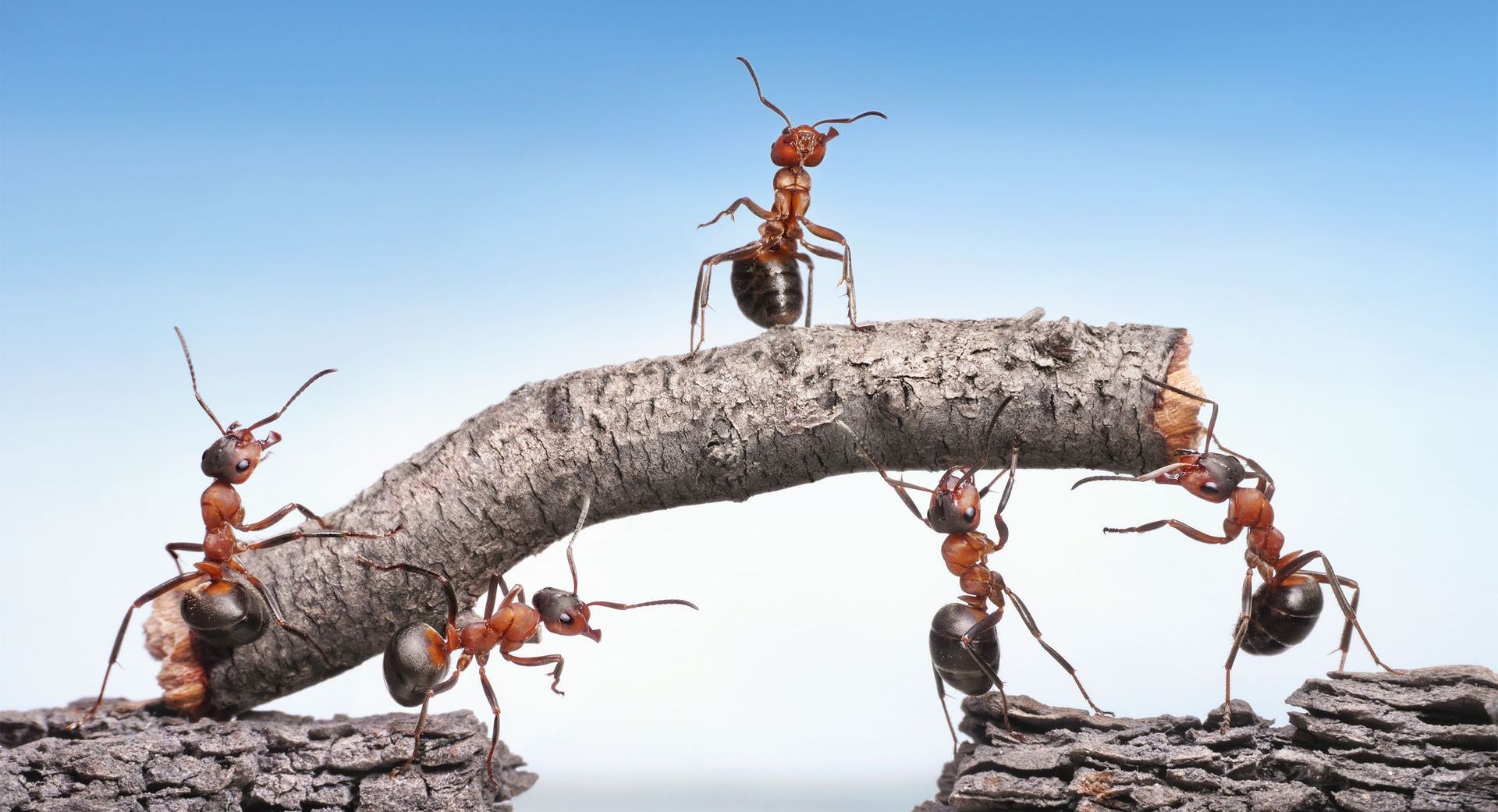 Ameisengruppe, die selbstorganisiert eine Lücke im Weg mit einem Stock überbrücken