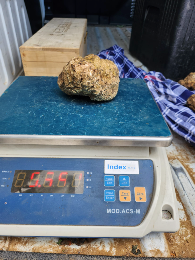 Grosse truffe blanche