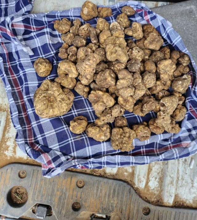Truffe noire du Périgord