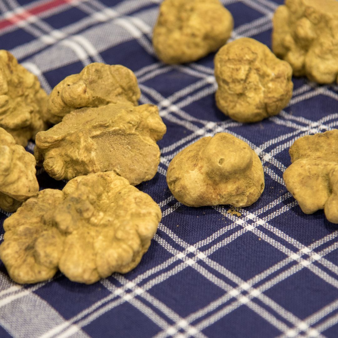 Truffes blanches Italie