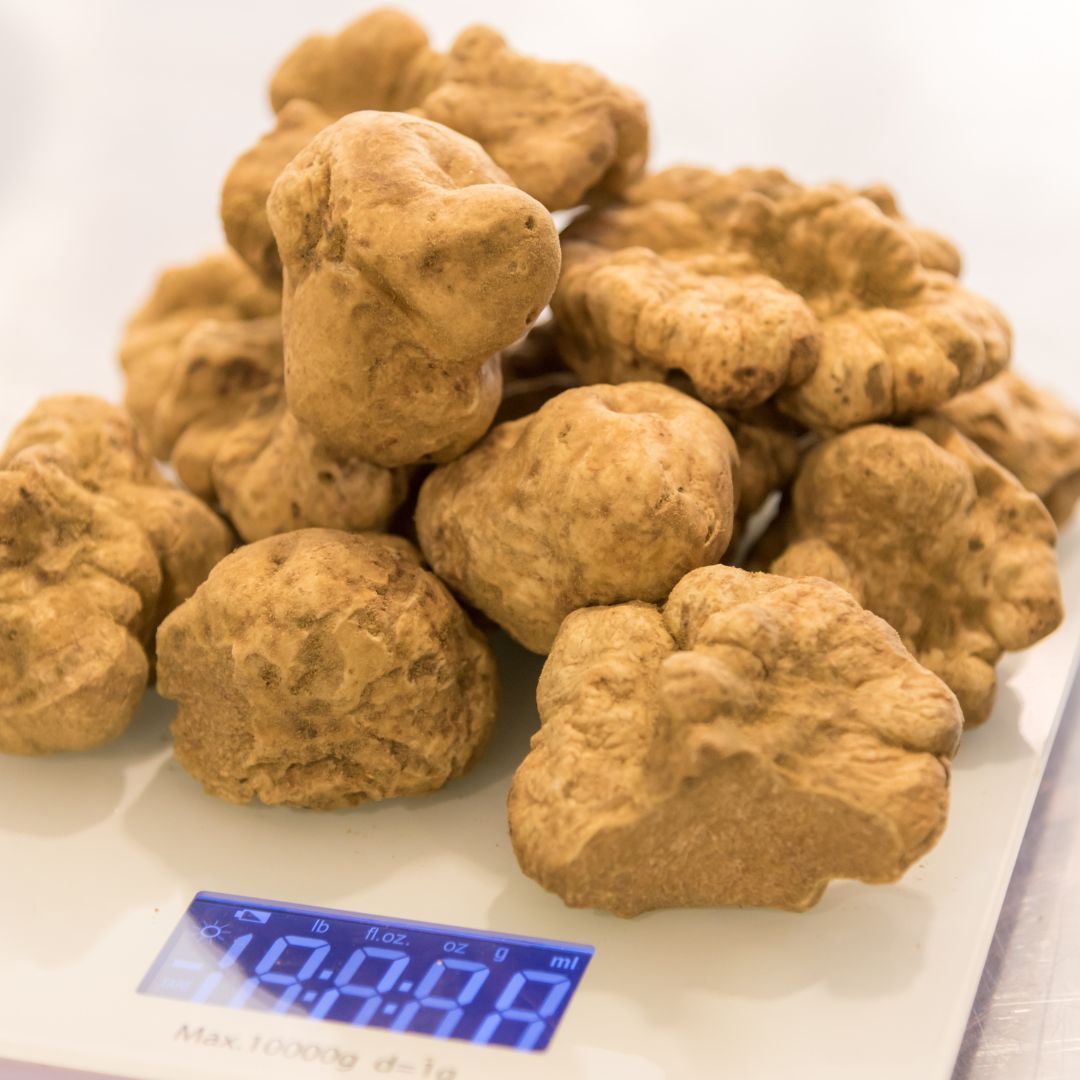 Truffes blanches d'Alba