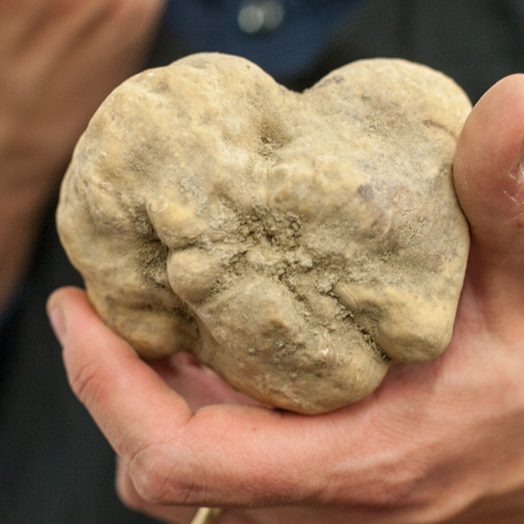 Truffe blanche Tuber Magnatum Pico